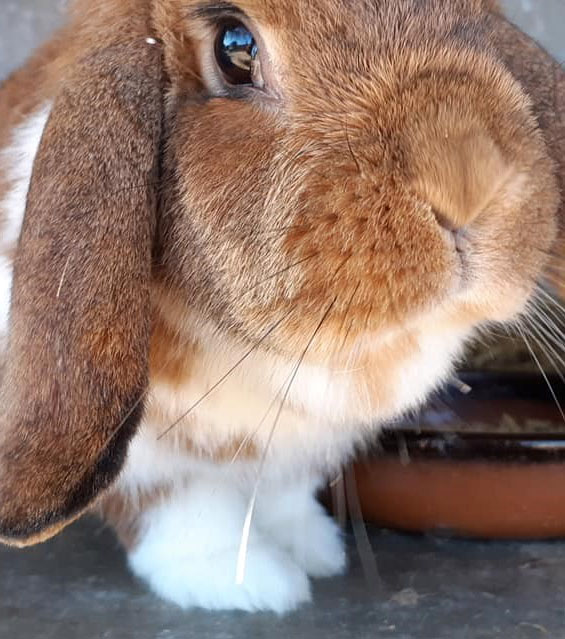 osteopathe equin bouche du rhone