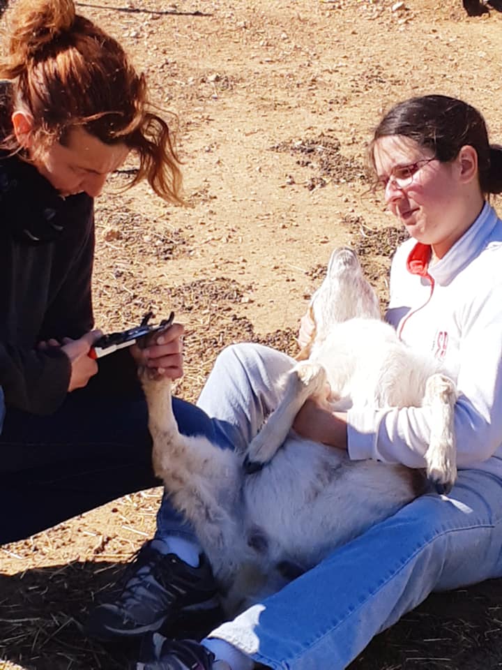 osteopathe animalier Sete et bassin de thau