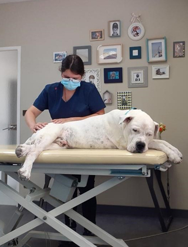 osteopathe equin vaucluse